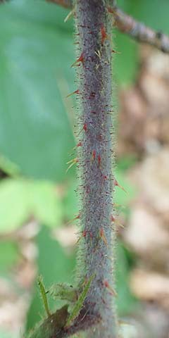 Rubus specL ? \ Brombeere / Bramble, D Steinau an der Stra&szlig;e-Seidenroth 20.6.2020