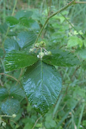 Rubus specL ? \ Brombeere / Bramble, D Spessart, Jossa 21.6.2020