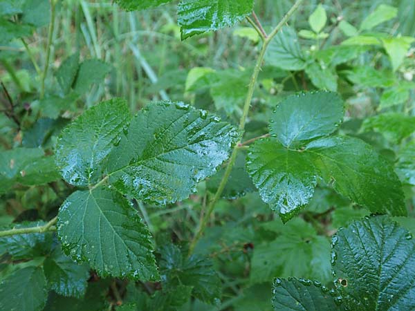 Rubus specL ? \ Brombeere / Bramble, D Spessart, Jossa 21.6.2020