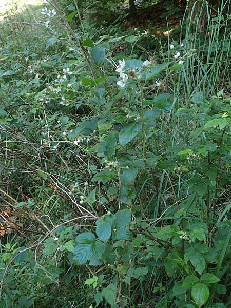 Rubus specL ? \ Brombeere / Bramble, D Spessart, Jossa 21.6.2020
