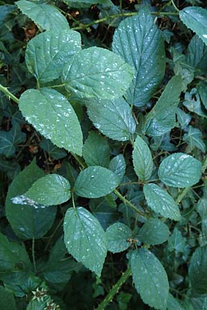 Rubus tromm \ Trommer Stachelschwein-Brombeere / Tromm Bramble, D Odenwald, F&uuml;rth 14.7.2020