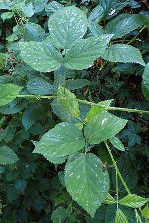 Rubus tromm \ Trommer Stachelschwein-Brombeere / Tromm Bramble, D Odenwald, F&uuml;rth 14.7.2020
