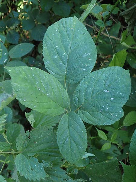 Rubus tromm \ Trommer Stachelschwein-Brombeere / Tromm Bramble, D Odenwald, F&uuml;rth 14.7.2020