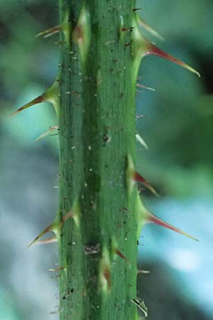 Rubus tromm \ Trommer Stachelschwein-Brombeere / Tromm Bramble, D Odenwald, F&uuml;rth 14.7.2020