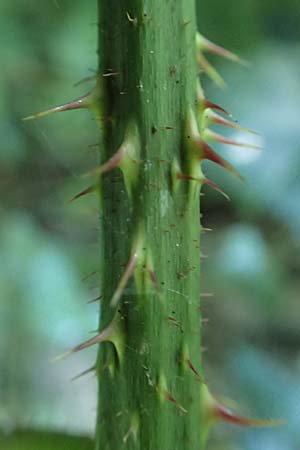 Rubus tromm \ Trommer Stachelschwein-Brombeere / Tromm Bramble, D Odenwald, F&uuml;rth 14.7.2020