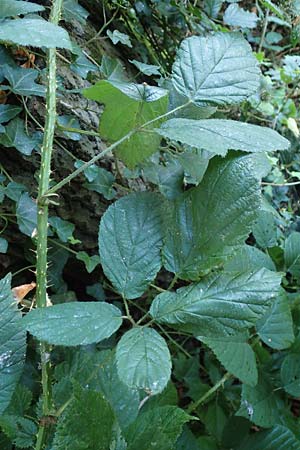 Rubus tromm \ Trommer Stachelschwein-Brombeere / Tromm Bramble, D Odenwald, F&uuml;rth 14.7.2020