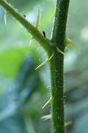 Rubus tromm \ Trommer Stachelschwein-Brombeere / Tromm Bramble, D Odenwald, F&uuml;rth 14.7.2020