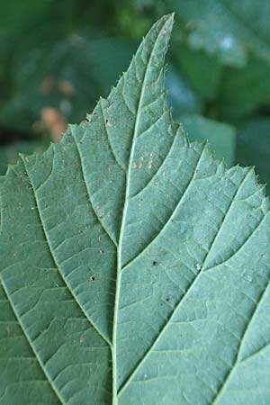 Rubus tromm \ Trommer Stachelschwein-Brombeere / Tromm Bramble, D Odenwald, F&uuml;rth 14.7.2020