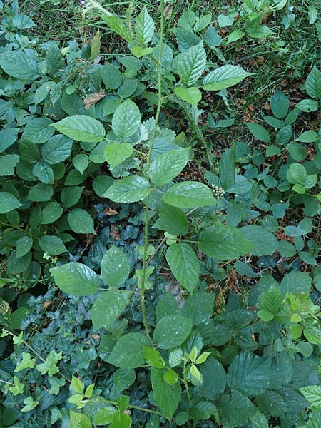 Rubus tromm \ Trommer Stachelschwein-Brombeere / Tromm Bramble, D Odenwald, F&uuml;rth 14.7.2020