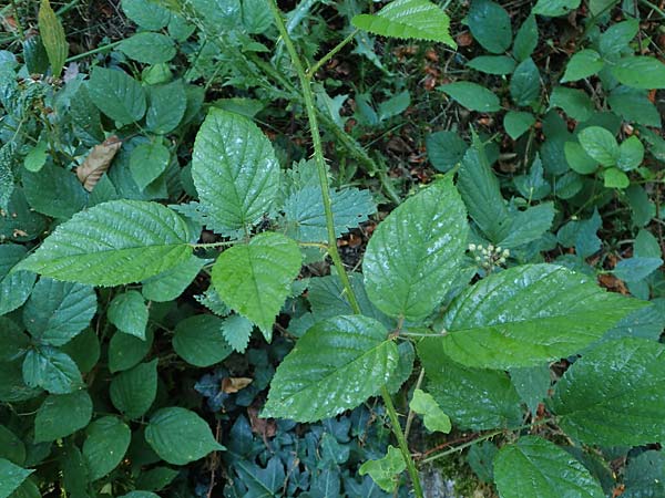 Rubus tromm \ Trommer Stachelschwein-Brombeere / Tromm Bramble, D Odenwald, F&uuml;rth 14.7.2020