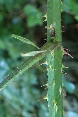 Rubus tromm \ Trommer Stachelschwein-Brombeere / Tromm Bramble, D Odenwald, F&uuml;rth 14.7.2020