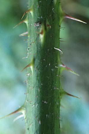 Rubus tromm \ Trommer Stachelschwein-Brombeere / Tromm Bramble, D Odenwald, F&uuml;rth 14.7.2020