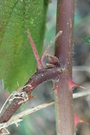 Rubus tuberculatiformis ? \ Falsche H&ouml;ckerige Haselblatt-Brombeere / Tubercular-Like Bramble, D H&ouml;rdinghausen-Dahlinghausen 10.9.2020