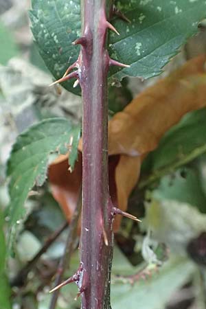 Rubus tuberculatiformis ? \ Falsche H&ouml;ckerige Haselblatt-Brombeere / Tubercular-Like Bramble, D H&ouml;rdinghausen-Dahlinghausen 10.9.2020