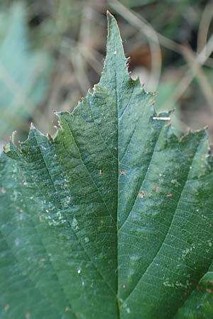 Rubus tuberculatiformis ? \ Falsche H&ouml;ckerige Haselblatt-Brombeere / Tubercular-Like Bramble, D H&ouml;rdinghausen-Dahlinghausen 10.9.2020