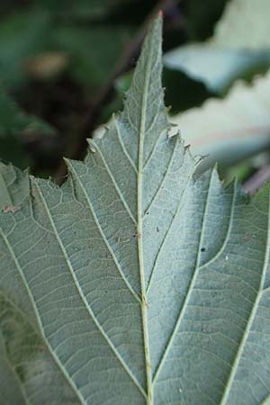 Rubus tuberculatiformis ? \ Falsche H&ouml;ckerige Haselblatt-Brombeere / Tubercular-Like Bramble, D H&ouml;rdinghausen-Dahlinghausen 10.9.2020