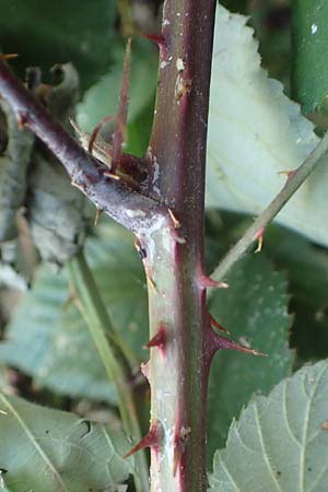 Rubus tuberculatiformis ? \ Falsche H&ouml;ckerige Haselblatt-Brombeere / Tubercular-Like Bramble, D H&ouml;rdinghausen-Dahlinghausen 10.9.2020