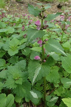Lamium maculatum \ Gefleckte Taubnessel / Spotted Dead-Nettle, D Odenwald, Oberflockenbach 8.5.2021