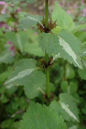 Lamium maculatum \ Gefleckte Taubnessel / Spotted Dead-Nettle, D Odenwald, Oberflockenbach 8.5.2021