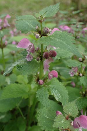 Lamium maculatum \ Gefleckte Taubnessel / Spotted Dead-Nettle, D Odenwald, Oberflockenbach 8.5.2021