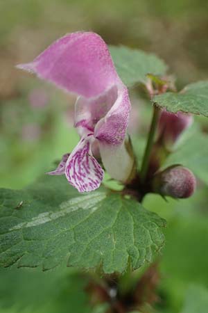 Lamium maculatum \ Gefleckte Taubnessel / Spotted Dead-Nettle, D Odenwald, Oberflockenbach 8.5.2021