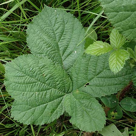 Rubus horrefactus \ H&ouml;ckerige Haselblatt-Brombeere / Tubercular Bramble, D Vogelsberg,  Lehnheim 8.8.2021