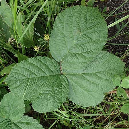 Rubus horrefactus \ H&ouml;ckerige Haselblatt-Brombeere / Tubercular Bramble, D Vogelsberg,  Lehnheim 8.8.2021