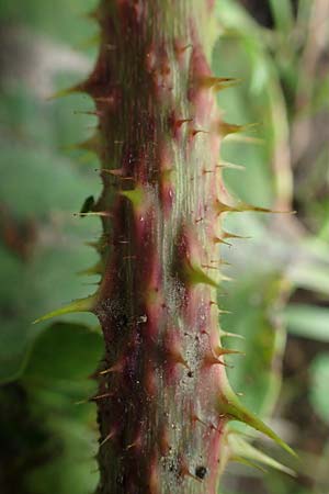 Rubus horrefactus \ H&ouml;ckerige Haselblatt-Brombeere / Tubercular Bramble, D Vogelsberg,  Lehnheim 8.8.2021