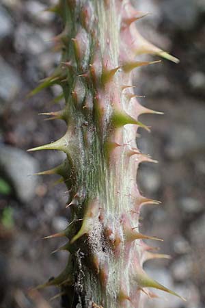 Rubus horrefactus \ H&ouml;ckerige Haselblatt-Brombeere / Tubercular Bramble, D Vogelsberg,  Lehnheim 8.8.2021