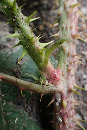 Rubus horrefactus \ H&ouml;ckerige Haselblatt-Brombeere / Tubercular Bramble, D Vogelsberg,  Lehnheim 8.8.2021