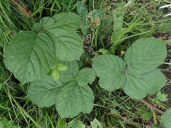 Rubus horrefactus \ H&ouml;ckerige Haselblatt-Brombeere / Tubercular Bramble, D Vogelsberg,  Lehnheim 8.8.2021