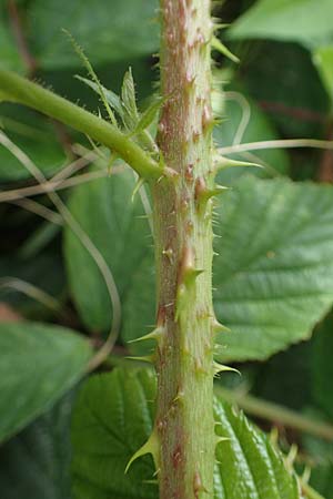 Rubus horrefactus \ H&ouml;ckerige Haselblatt-Brombeere / Tubercular Bramble, D Vogelsberg,  Lehnheim 8.8.2021