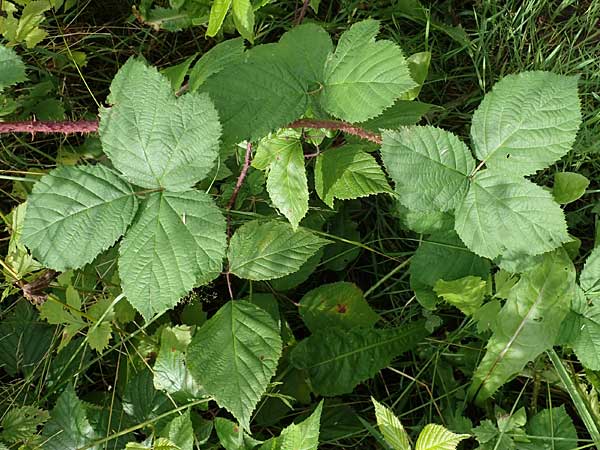 Rubus horrefactus \ H&ouml;ckerige Haselblatt-Brombeere / Tubercular Bramble, D Vogelsberg,  Lehnheim 8.8.2021