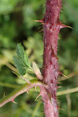 Rubus horrefactus \ H&ouml;ckerige Haselblatt-Brombeere / Tubercular Bramble, D Vogelsberg,  Lehnheim 8.8.2021