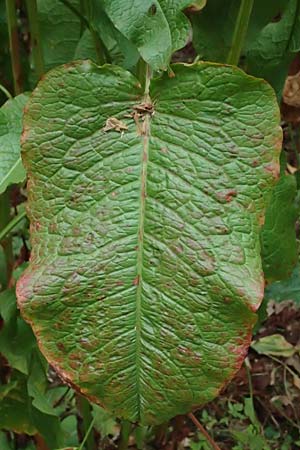 Rumex obtusifolius subsp. obtusifolius \ Stumpfblatt-Ampfer / Broad-Leaved Dock, D Mannheim 15.7.2023