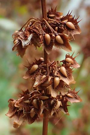 Rumex obtusifolius subsp. obtusifolius \ Stumpfblatt-Ampfer / Broad-Leaved Dock, D Mannheim 15.7.2023