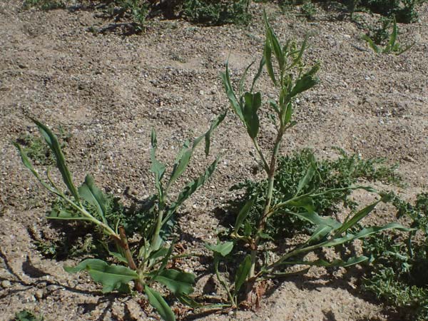 Rumex triangulivalvis \ Weidenblatt-Ampfer / Willow-Leaved Dock, D Duisburg 19.6.2025
