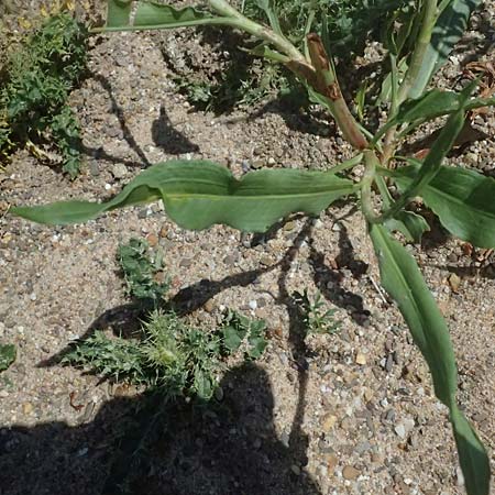 Rumex triangulivalvis \ Weidenblatt-Ampfer / Willow-Leaved Dock, D Duisburg 19.6.2025
