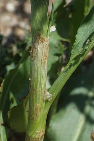 Rumex triangulivalvis \ Weidenblatt-Ampfer / Willow-Leaved Dock, D Duisburg 19.6.2025