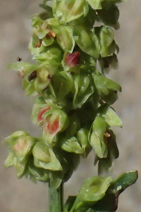 Rumex triangulivalvis \ Weidenblatt-Ampfer / Willow-Leaved Dock, D Duisburg 19.6.2025