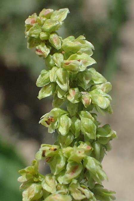 Rumex triangulivalvis \ Weidenblatt-Ampfer / Willow-Leaved Dock, D Duisburg 19.6.2025