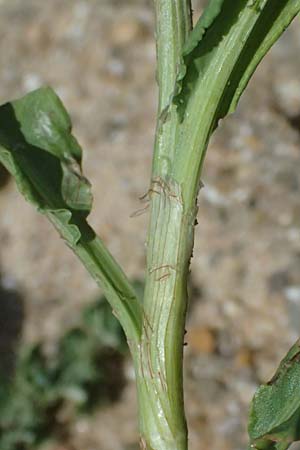 Rumex triangulivalvis \ Weidenblatt-Ampfer / Willow-Leaved Dock, D Duisburg 19.6.2025