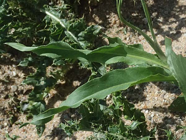 Rumex triangulivalvis \ Weidenblatt-Ampfer / Willow-Leaved Dock, D Duisburg 19.6.2025