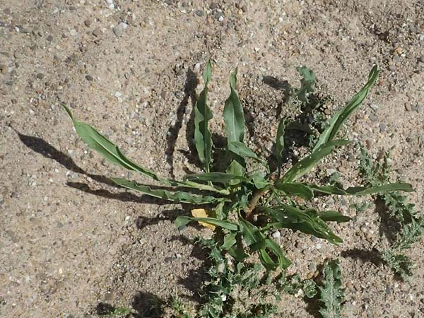 Rumex triangulivalvis \ Weidenblatt-Ampfer / Willow-Leaved Dock, D Duisburg 19.6.2025