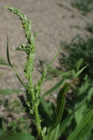 Rumex triangulivalvis \ Weidenblatt-Ampfer / Willow-Leaved Dock, D Duisburg 19.6.2025