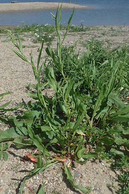 Rumex triangulivalvis \ Weidenblatt-Ampfer / Willow-Leaved Dock, D Duisburg 19.6.2025