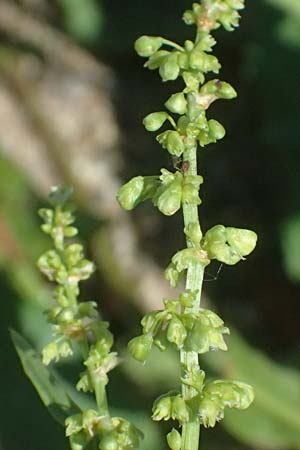 Rumex triangulivalvis \ Weidenblatt-Ampfer / Willow-Leaved Dock, D Duisburg 19.6.2025