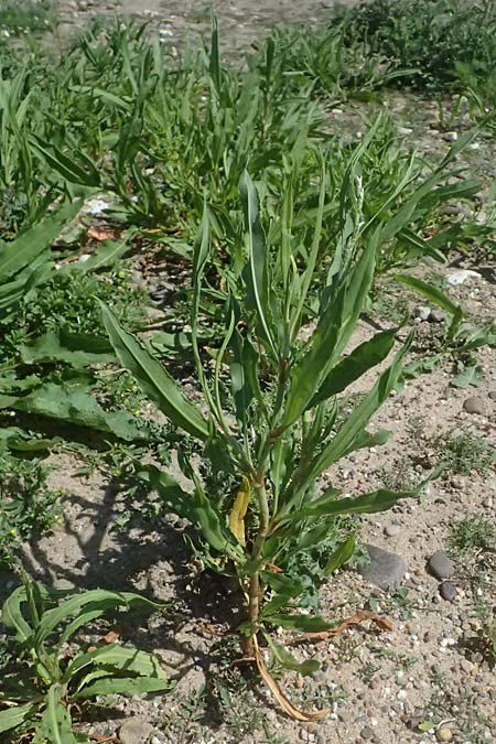 Rumex triangulivalvis \ Weidenblatt-Ampfer / Willow-Leaved Dock, D Duisburg 19.6.2025