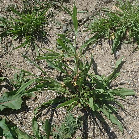 Rumex triangulivalvis \ Weidenblatt-Ampfer / Willow-Leaved Dock, D Duisburg 19.6.2025