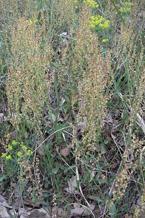 Rumex acetosella \ Kleiner Sauer-Ampfer / Sheep's Sorrel, D Sandhausen 23.4.2007